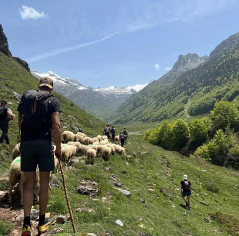 Transhumance Pyrénéene