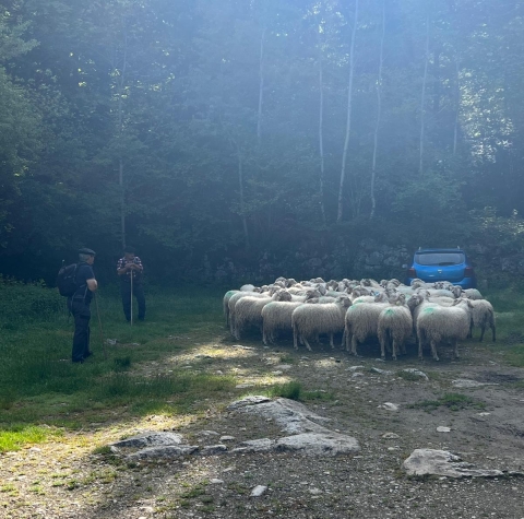 Transhumance Pyrénéene