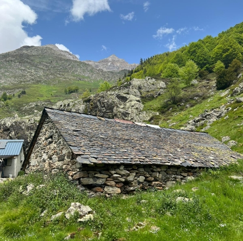 Transhumance Pyrénéene