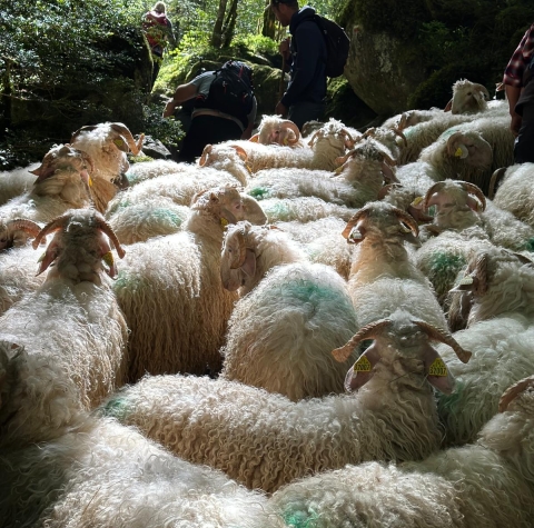 Transhumance Pyrénéene