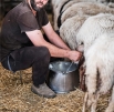 Le Castillon, fromage de brebis exceptionnel