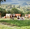 La Fromagerie Artisanale de Sauvain