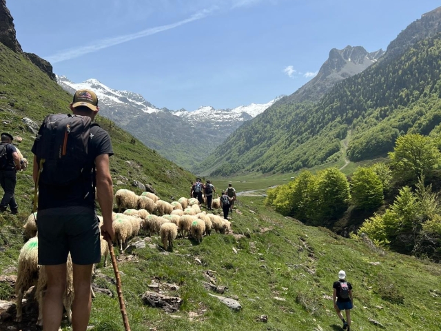 Transhumance Pyrénéene