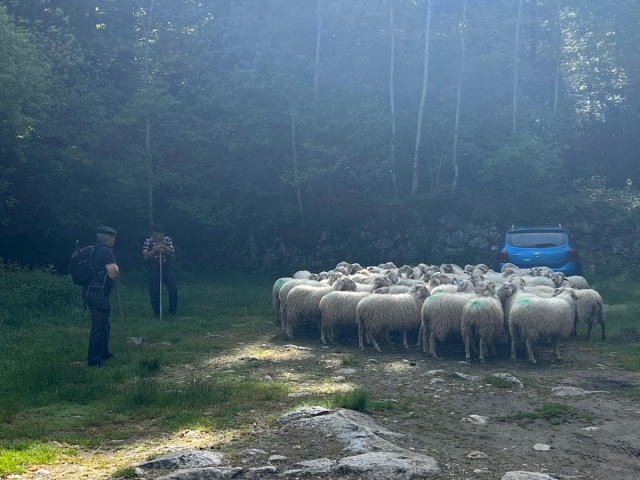 Transhumance Pyrénéene