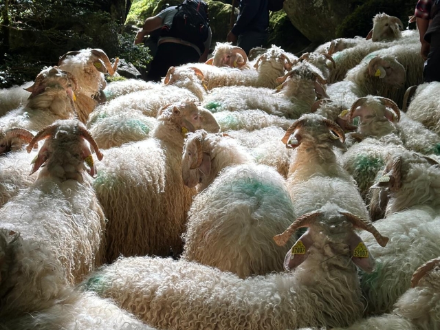 Transhumance Pyrénéene